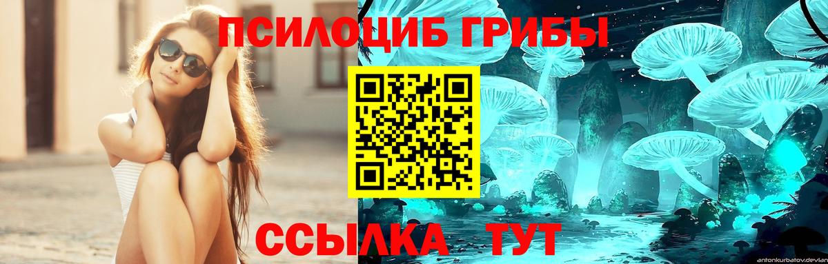 Пугачёв  Псилоцибиновые грибы мухоморы  Вход с VPN  Псилоцибиновые грибы Cubensis 